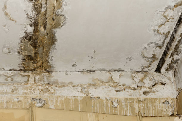 Best Mold-Related Health Consultation  in , WV