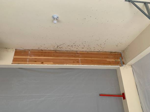  , WV Mold Removal Pros